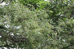 Azadirachta indica